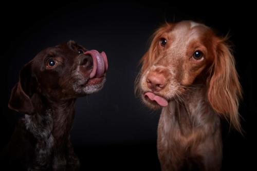 Hundefoto Koeln26 1
