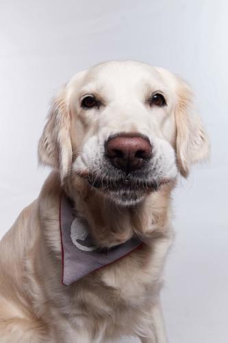 Hundefoto Koeln27 1