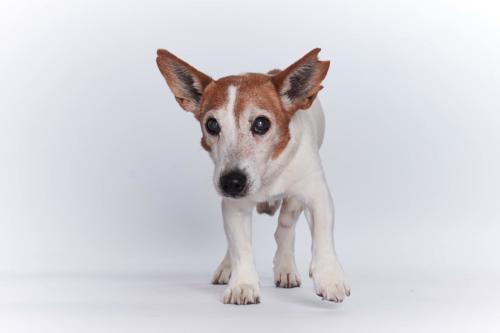 Hundefoto Koeln28 1