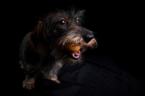 Hundefoto Koeln3