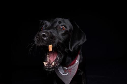 Hundefoto Koeln30