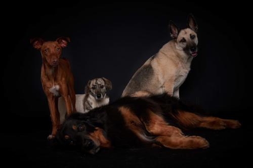 Hundefoto Koeln31