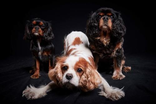 Hundefoto Koeln32