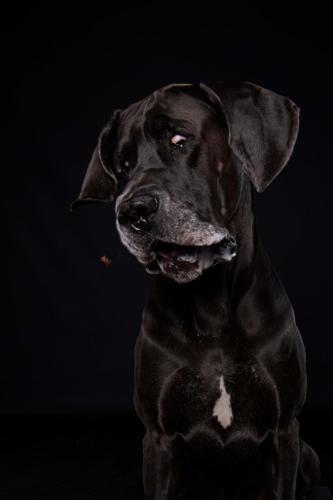 Hundefoto Koeln33
