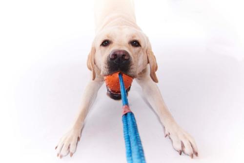 Hundefoto Koeln34