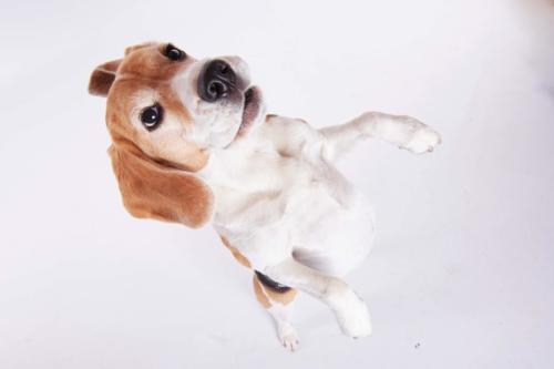 Hundefoto Koeln35