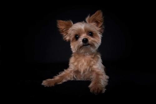 Hundefoto Koeln36
