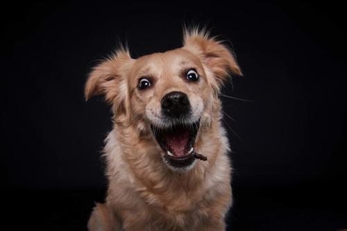 Hundefoto Koeln37