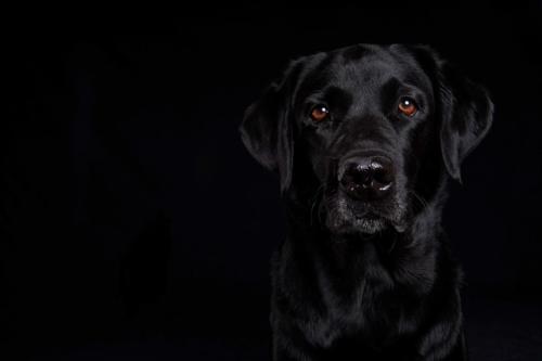 Hundefoto Koeln39
