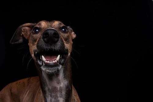 Hundefoto Koeln4