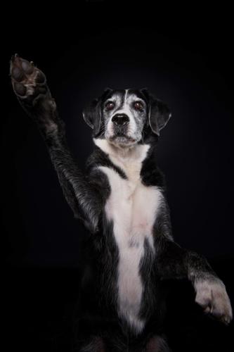 Hundefoto Koeln40