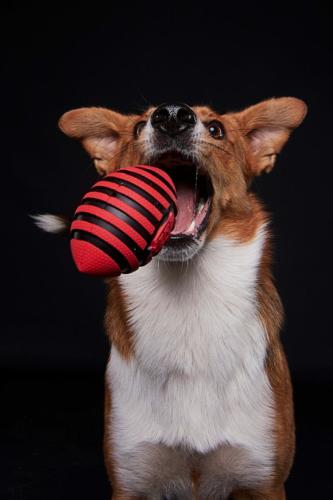 Hundefoto Koeln41