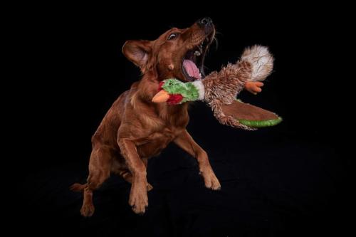 Hundefoto Koeln42
