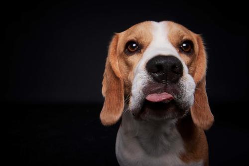 Hundefoto Koeln43