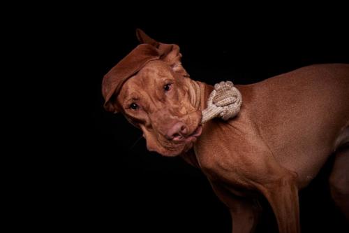 Hundefoto Koeln44
