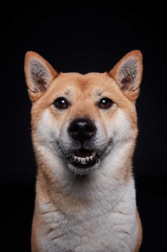 Hundefoto Koeln45