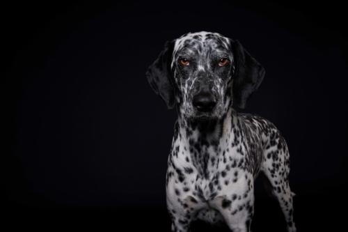 Hundefoto Koeln46