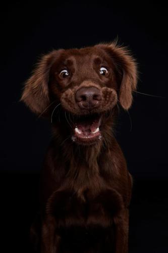 Hundefoto Koeln48