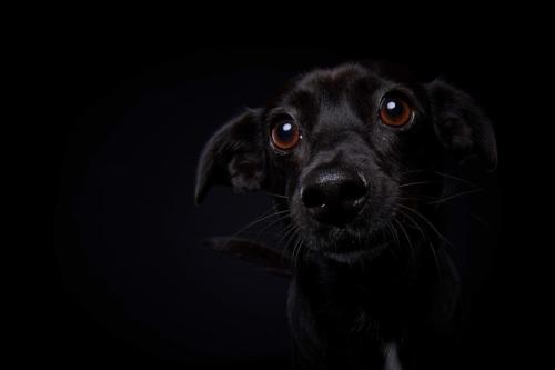 Hundefoto Koeln49