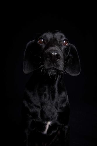 Hundefoto Koeln5