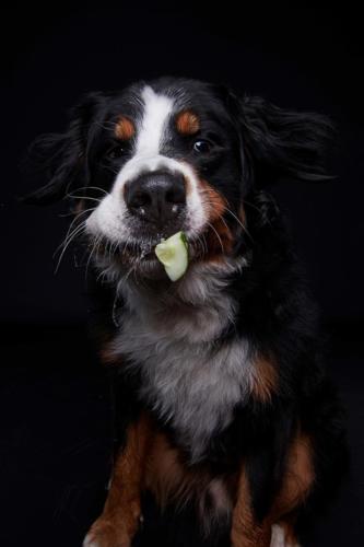 Hundefoto Koeln51