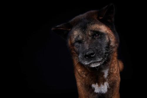 Hundefoto Koeln52