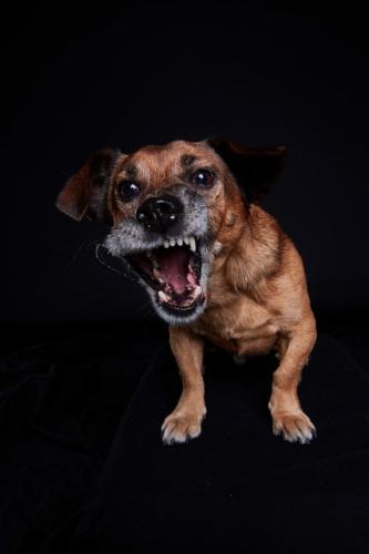 Hundefoto Koeln53