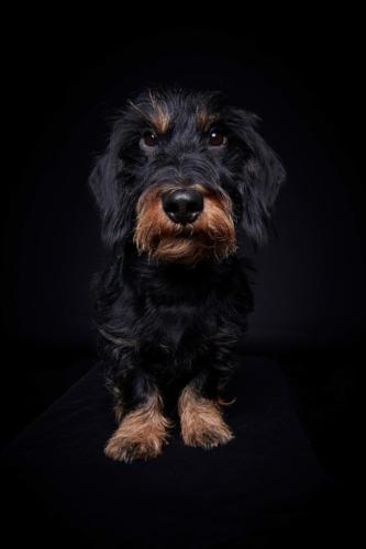 Hundefoto Koeln54