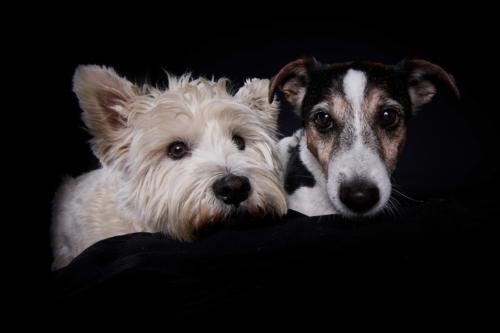 Hundefoto Koeln55