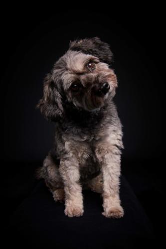 Hundefoto Koeln57