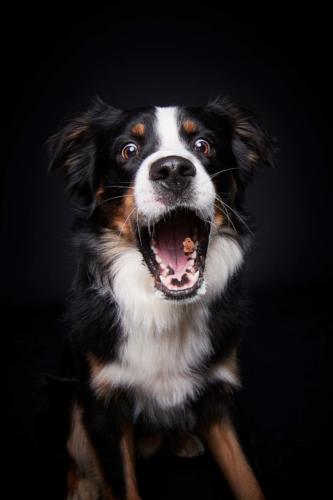 Hundefoto Koeln58