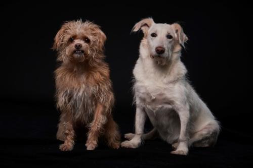Hundefoto Koeln59