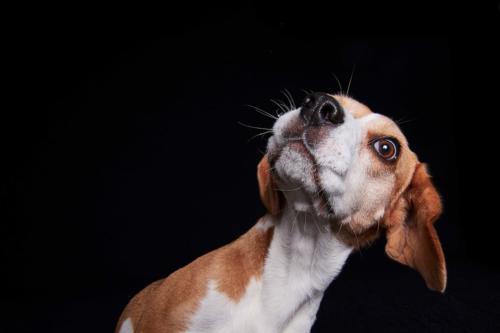 Hundefoto Koeln6