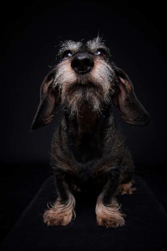 Hundefoto Koeln61