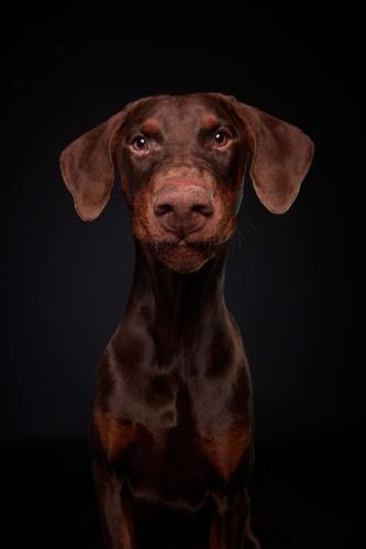 Hundefoto Koeln62
