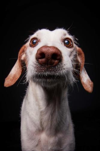 Hundefoto Koeln63