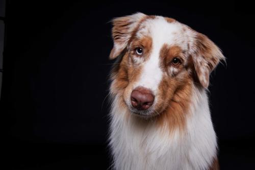 Hundefoto Koeln68