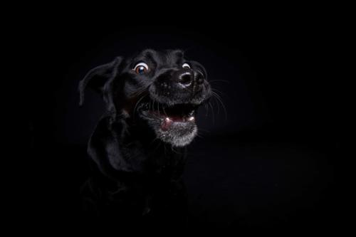 Hundefoto Koeln69