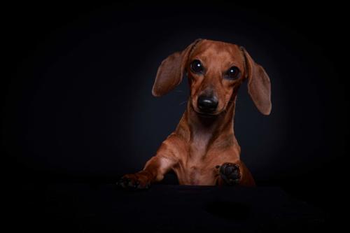 Hundefoto Koeln70