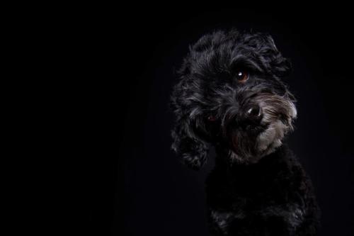 Hundefoto Koeln71