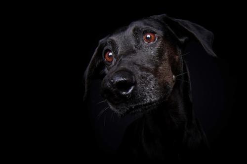 Hundefoto Koeln72