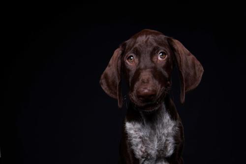 Hundefoto Koeln73