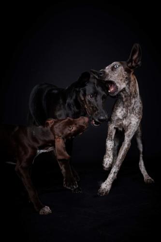 Hundefoto Koeln75