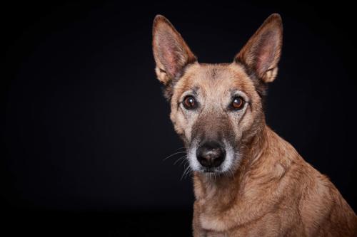 Hundefoto Koeln76