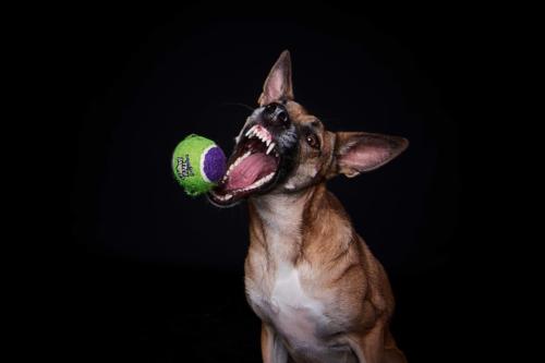 Hundefoto Koeln77