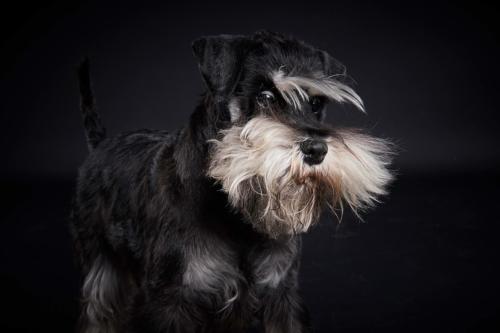 Hundefoto Koeln78