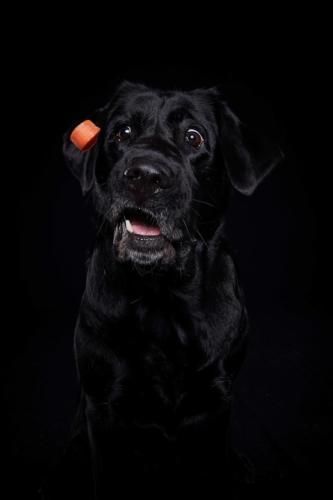 Hundefoto Koeln8
