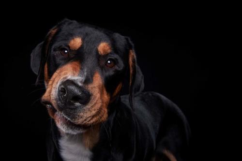 Hundefoto Koeln9