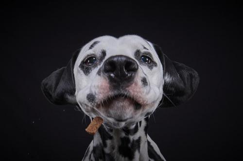 Hundefoto Köln Lando